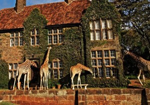 giraffe manor